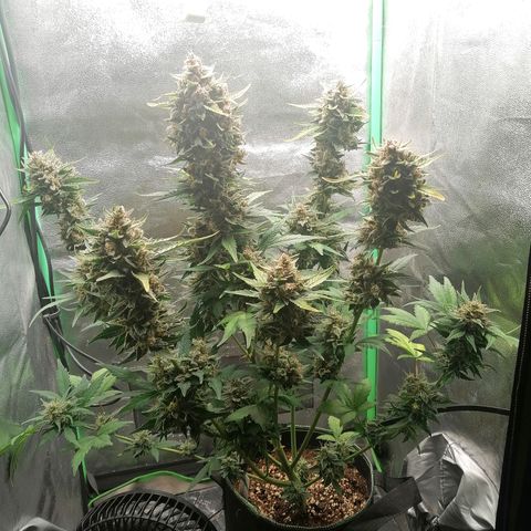 Justine growlog timeline photo