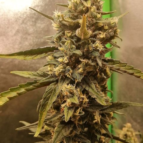 Edith growlog timeline photo