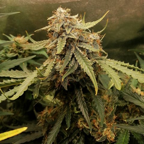 Ankhiale growlog timeline photo