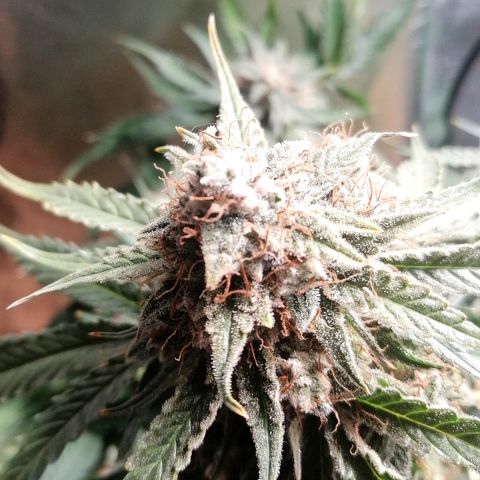 Ankhiale growlog timeline photo