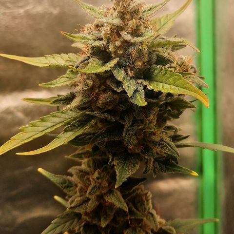 Justine growlog timeline photo