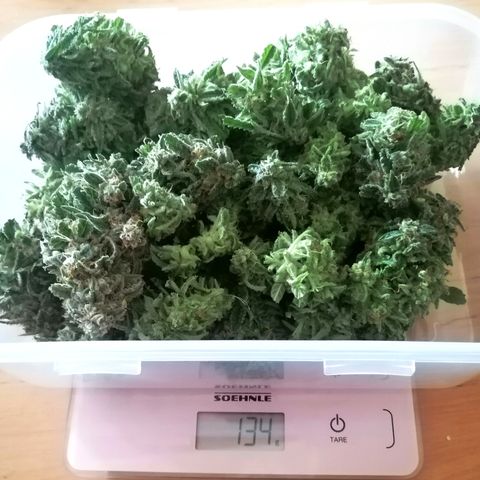 Ankhiale growlog timeline photo