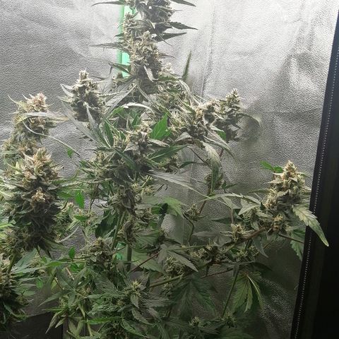 Edith growlog timeline photo