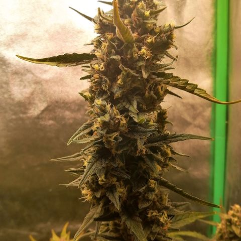 Edith growlog timeline photo