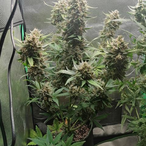 Justine growlog timeline photo