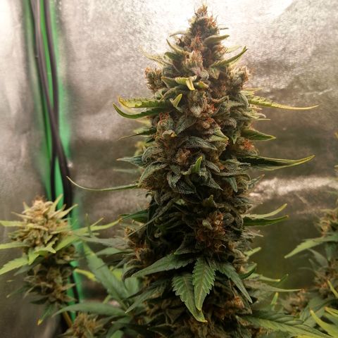 Justine growlog timeline photo