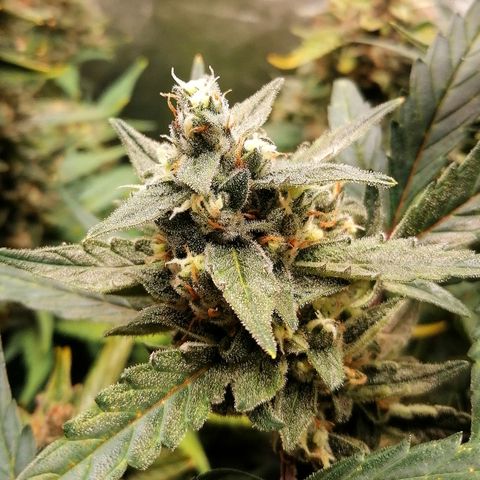 Edith growlog timeline photo
