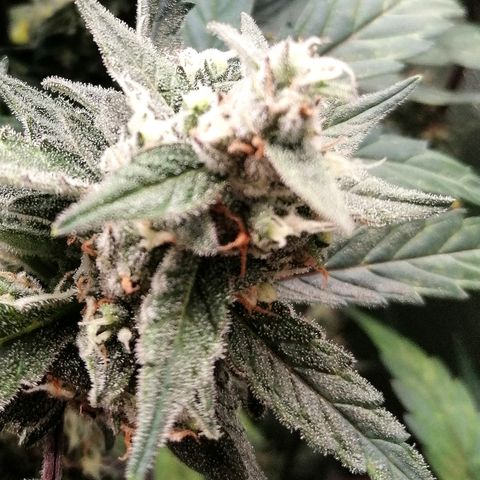 Edith growlog timeline photo