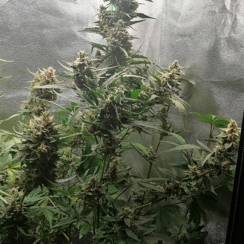 Edith growlog timeline photo