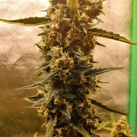 Edith growlog timeline photo