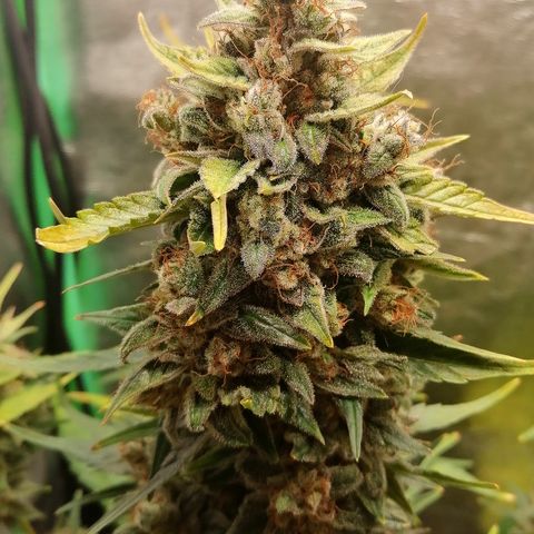 Justine growlog timeline photo