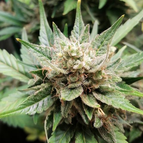 Justine growlog timeline photo