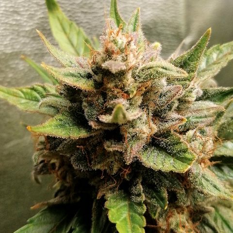 Justine growlog timeline photo