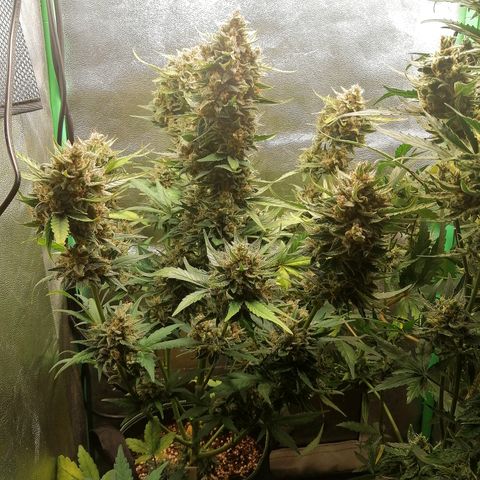 Justine growlog timeline photo