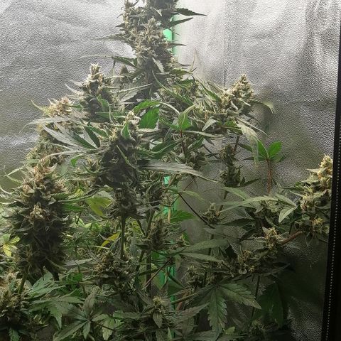 Edith growlog timeline photo