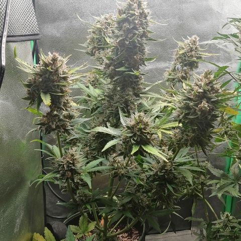 Justine growlog timeline photo