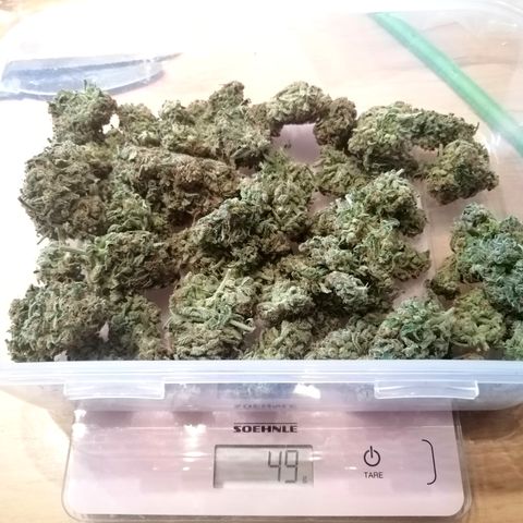 Ankhiale growlog timeline photo