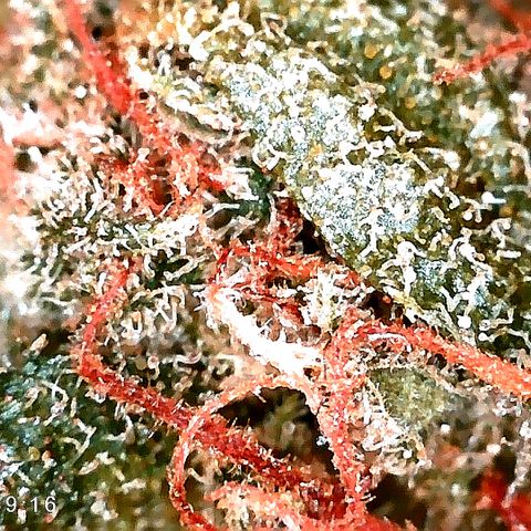 Ankhiale growlog timeline photo