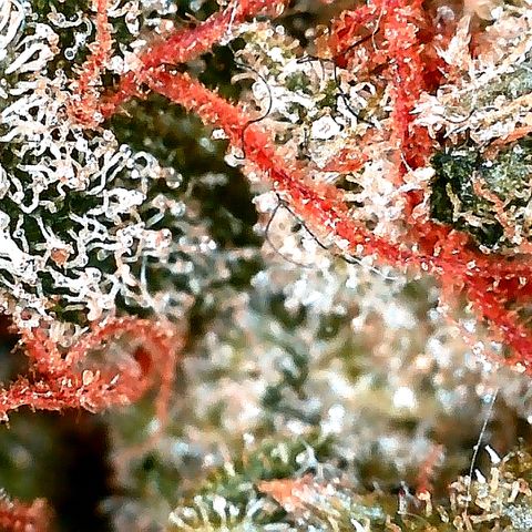 Ankhiale growlog timeline photo