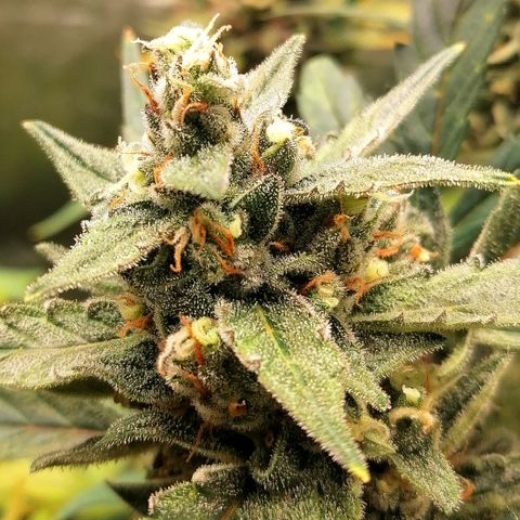 Edith growlog timeline photo