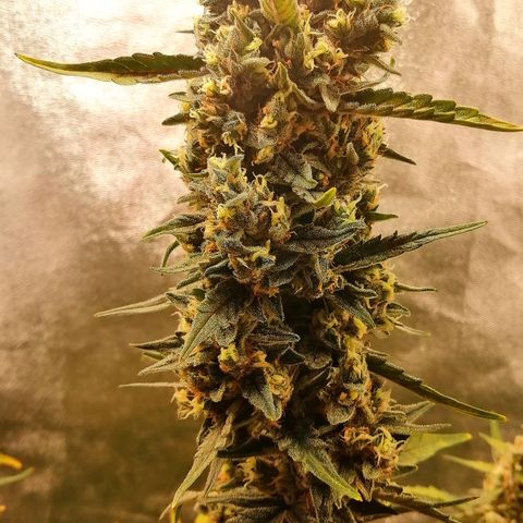 Edith growlog timeline photo