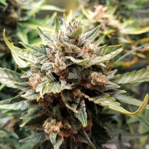 Justine growlog timeline photo
