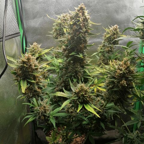 Justine growlog timeline photo