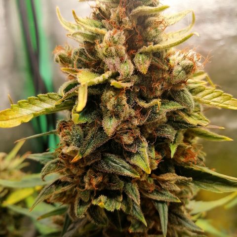 Justine growlog timeline photo