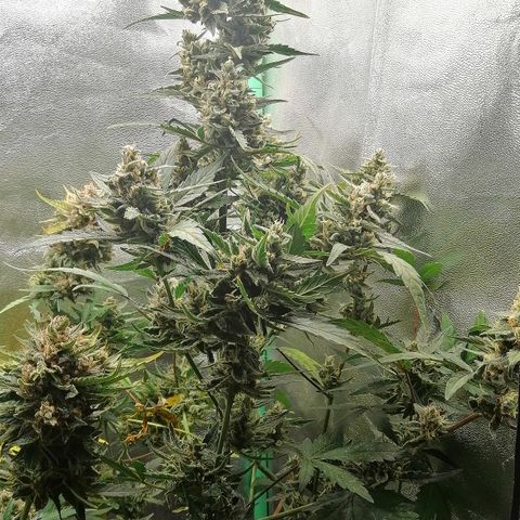 Edith growlog timeline photo