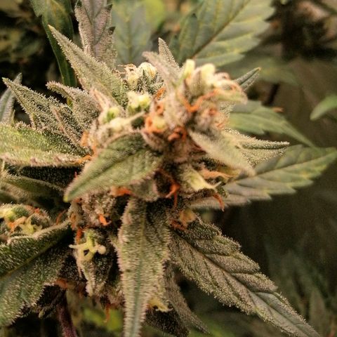 Edith growlog timeline photo