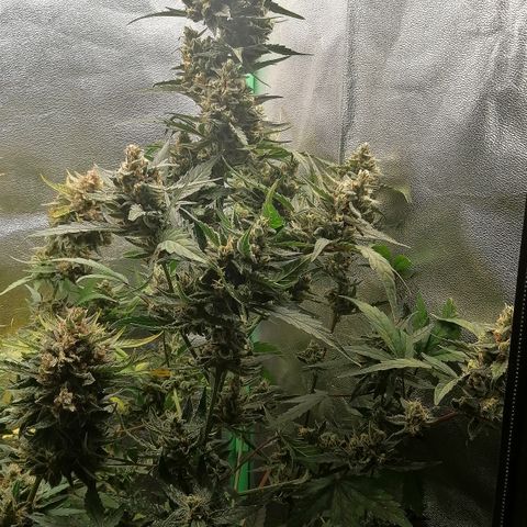 Edith growlog timeline photo