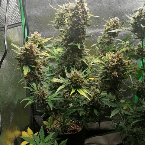 Justine growlog timeline photo