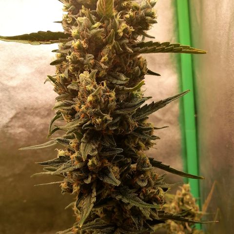 Edith growlog timeline photo