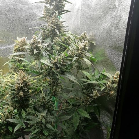 Edith growlog timeline photo