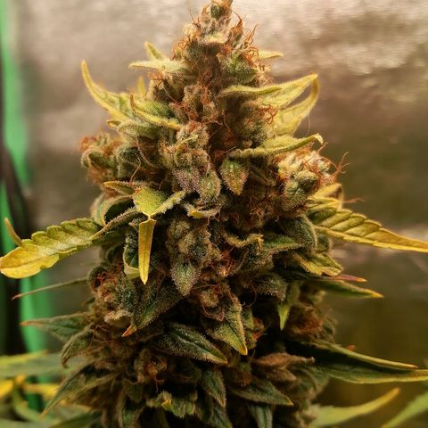 Justine growlog timeline photo