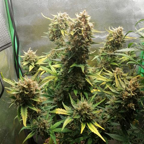 Justine growlog timeline photo