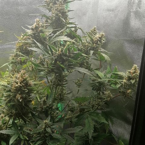Edith growlog timeline photo