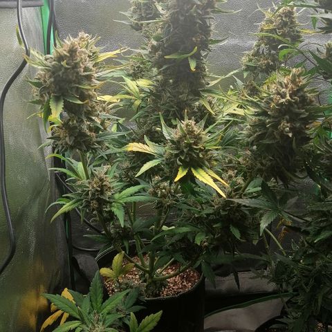 Justine growlog timeline photo