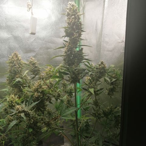 Edith growlog timeline photo