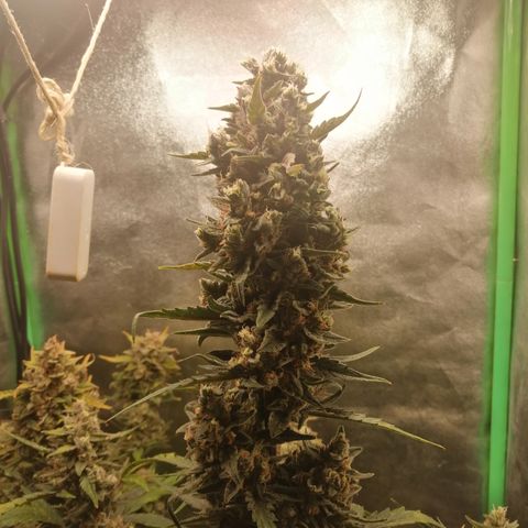 Edith growlog timeline photo