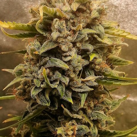 Justine growlog timeline photo
