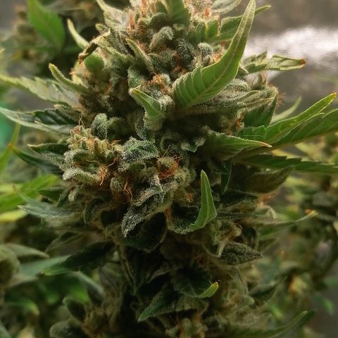 Justine growlog timeline photo