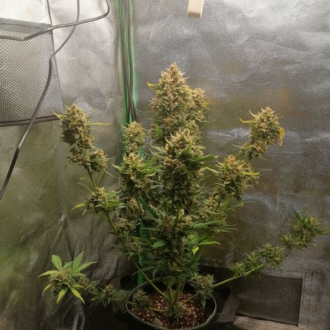 Justine growlog timeline photo