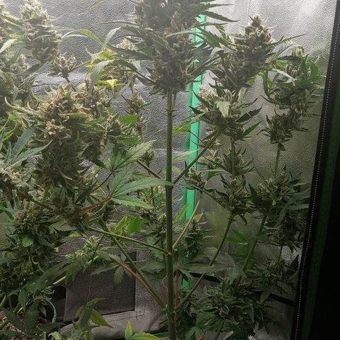 Edith growlog timeline photo