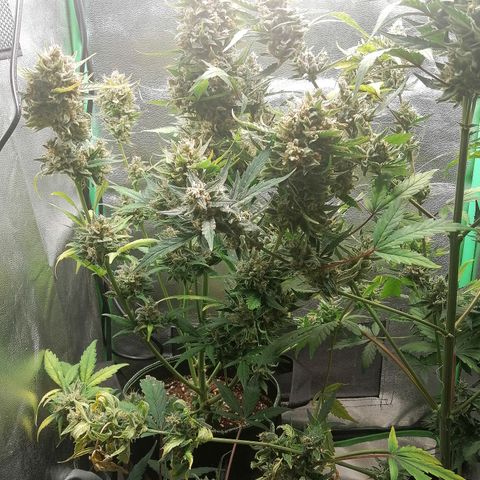Justine growlog timeline photo