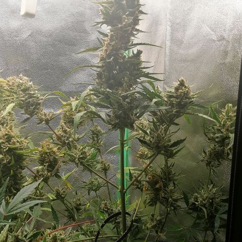 Edith growlog timeline photo