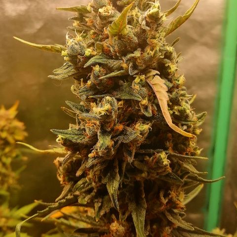 Edith growlog timeline photo