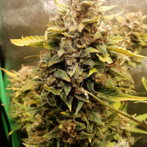 Justine growlog timeline photo