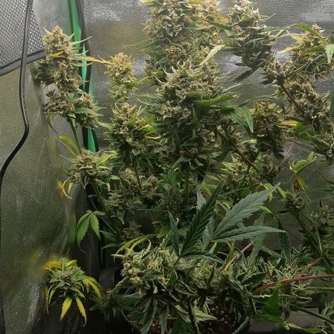 Justine growlog timeline photo