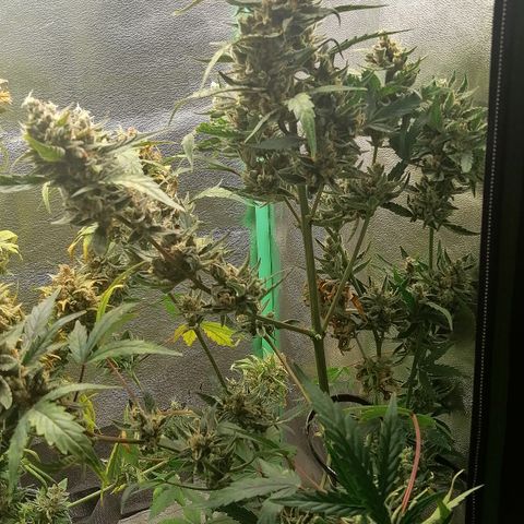 Edith growlog timeline photo